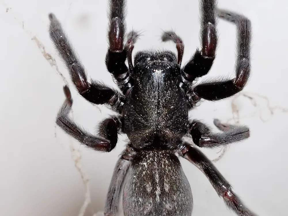Black house spider at the entrance to its funnel-shaped web