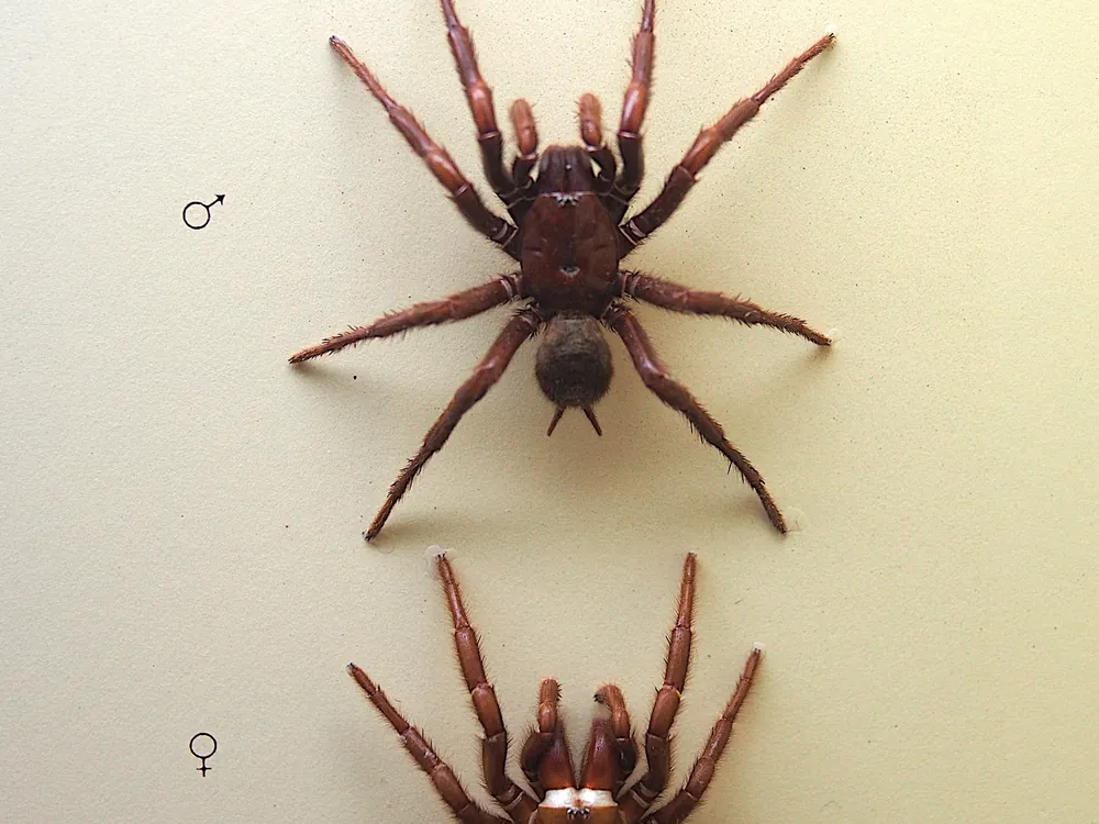 Sydney funnel-web spider on display in a defensive posture