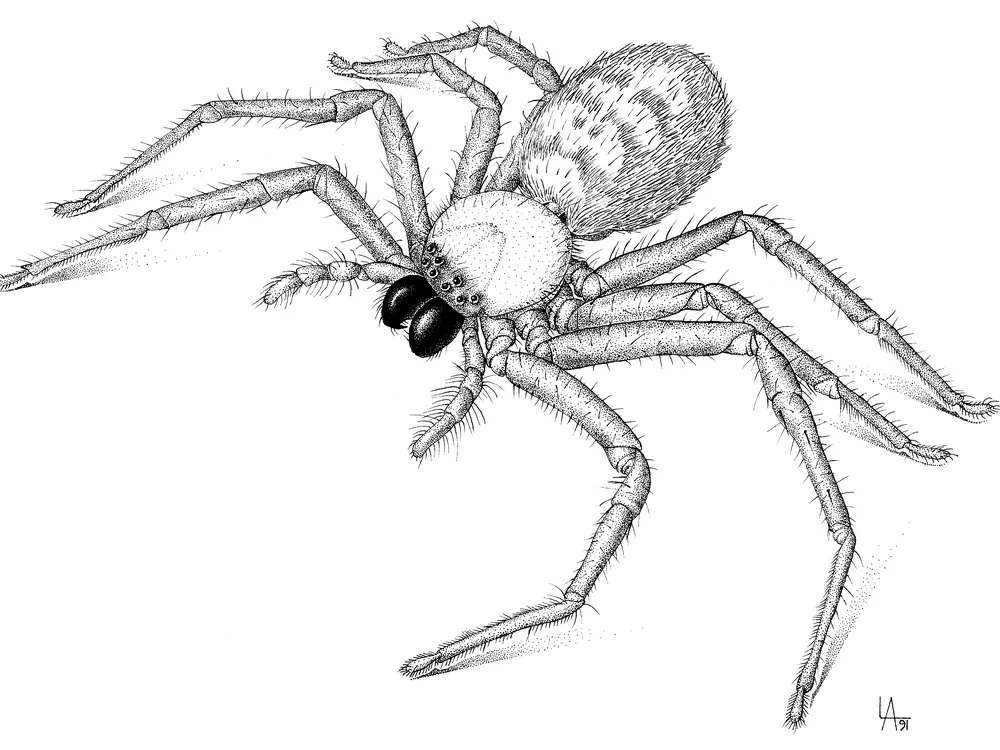 Australian huntsman spider showing its flattened body and long leg span