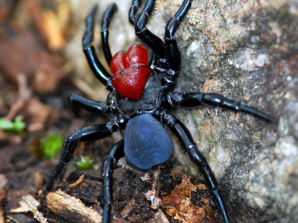 Mouse spider, a burrowing species often confused with the funnel-web