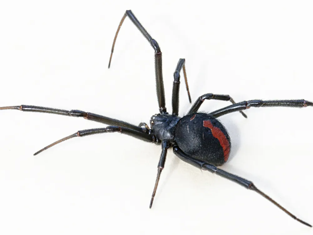 Redback spider, one of the few genuinely dangerous species found in Canberra