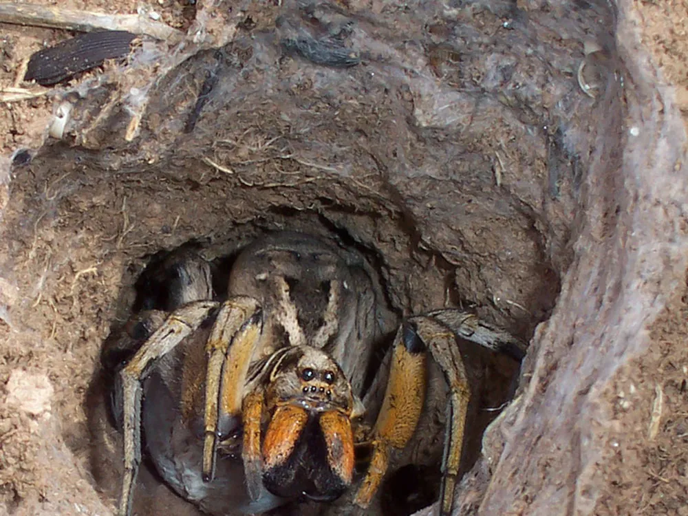 Wolf spider at the entrance to its burrow in the garden
