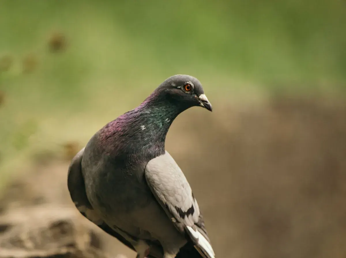 Feral pigeon, the most common problem-bird around Canberra commercial sites