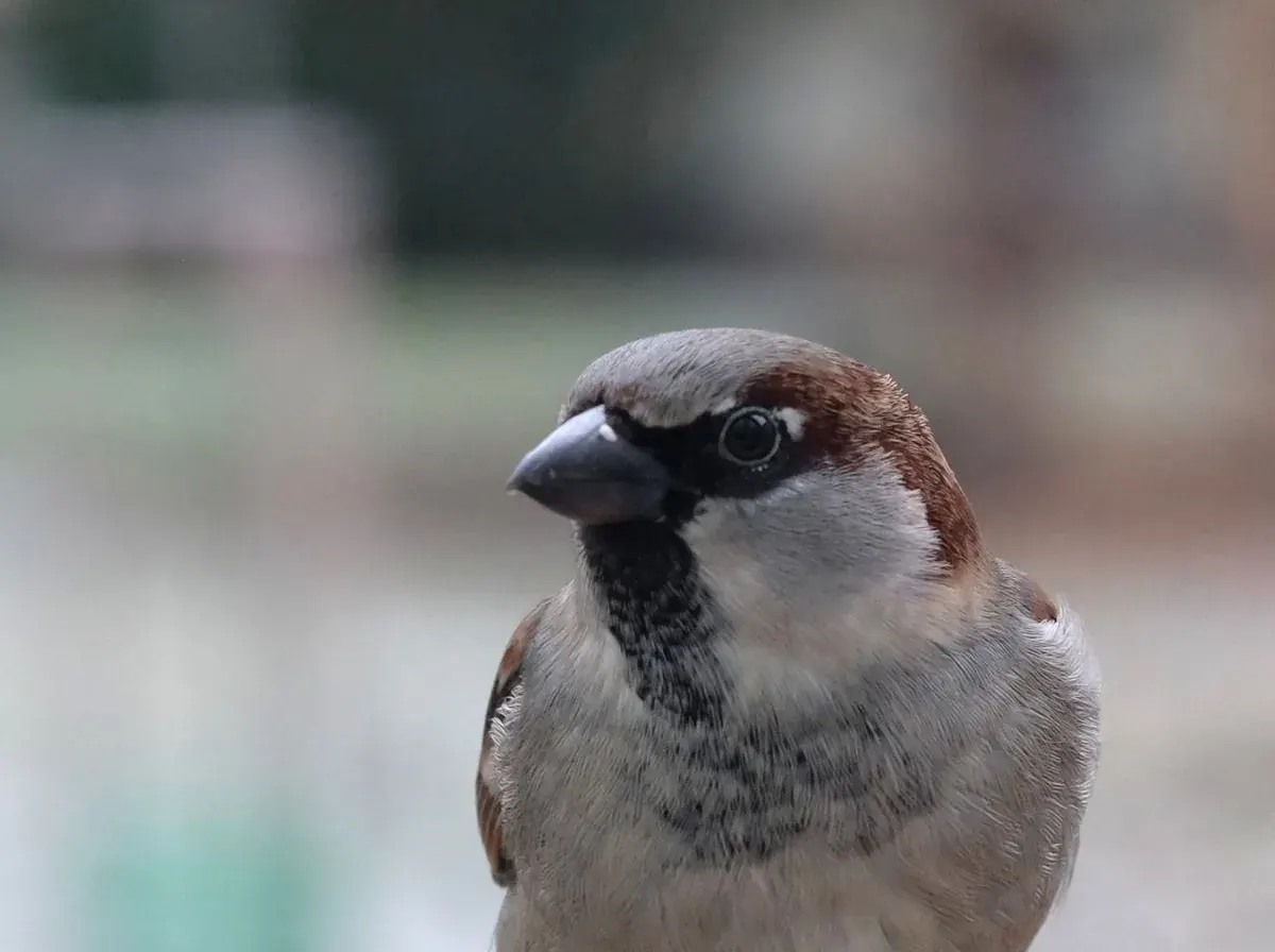 Sparrow settling in roof voids and behind signage